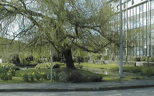 Photograph: Bass Brewers site at Alton showing the River Wey flowing through the site